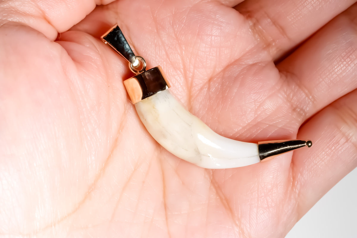 Colmillo de Coyote Pendant, Encased in 14K Solid Yellow Gold