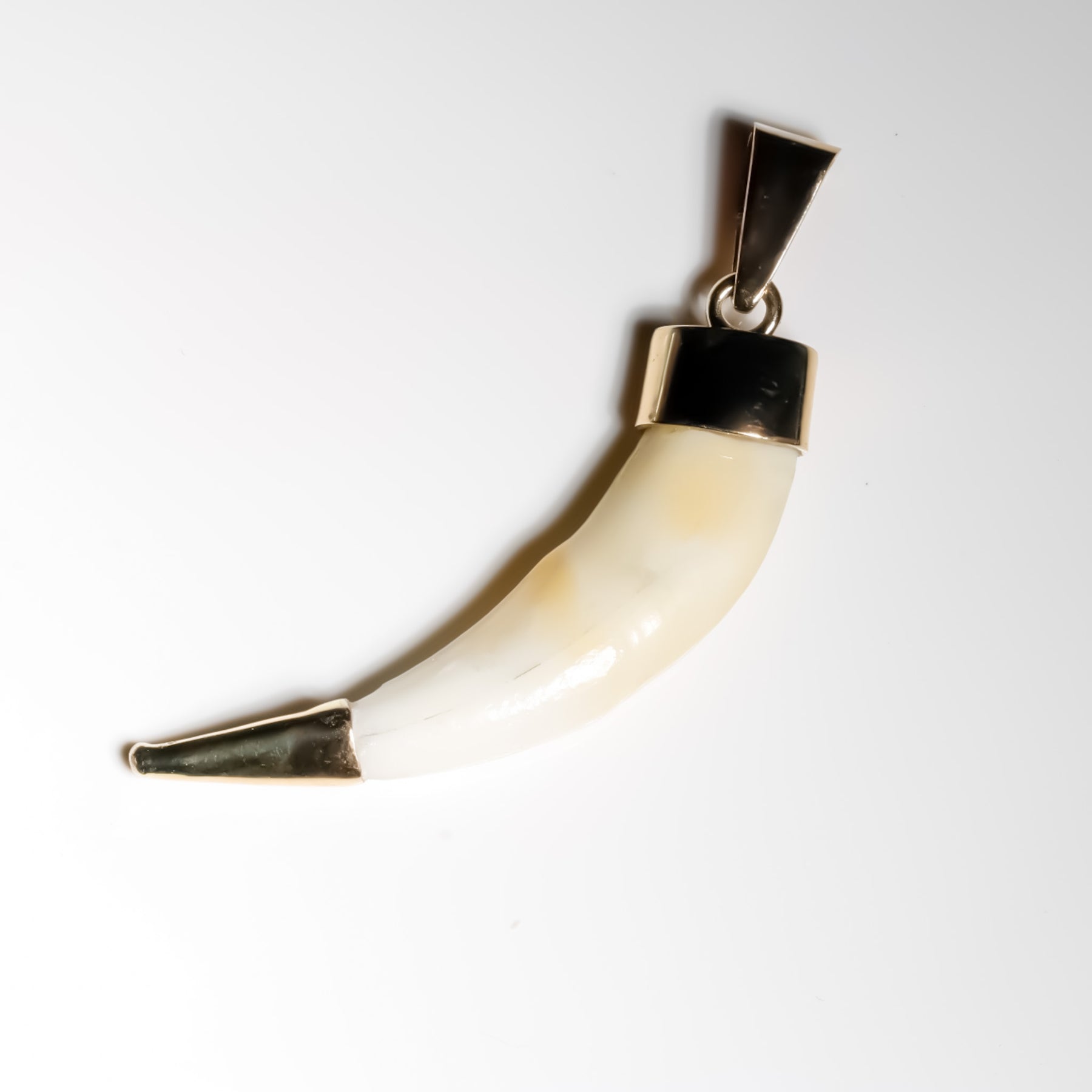 Colmillo de Coyote Pendant, Encased in 14K Solid Yellow Gold