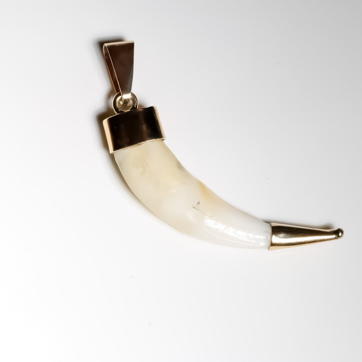 Colmillo de Coyote Pendant, Encased in 14K Solid Yellow Gold